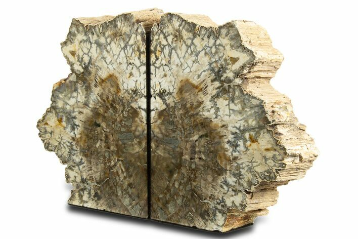 Tall Colorful Petrified Wood Bookends - Madagascar #338349